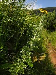 Image result for Schistostephium crataegifolium