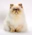 Himalayan cat - Wikipedia