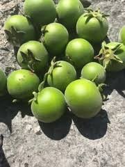 Image result for Diospyros loureiriana