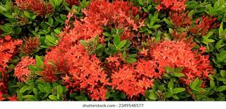 Image result for Ixora nana