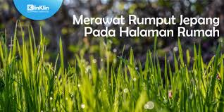 Maka dari itu halaman yang dipenuhi rumput dapat menciptakan kecantikan dan keasrian penampilan rumah. Merawat Rumput Jepang Pada Halaman Rumah Klinklin