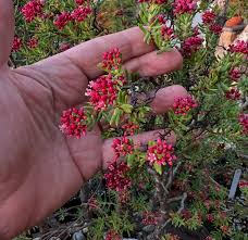 Image result for Crassula sarcocaulis