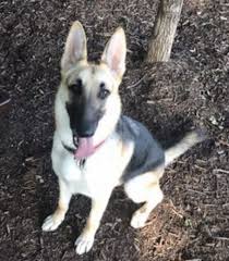 The cost to adopt german shepherd dogs are around $300 in order to cover the expenses of caring for the dog before adoption. Rehomed Plano Tx Harvey 1 Yo Female German Shepherd Dog