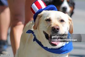 28 Uncle Sam Dog Stock Photos, High-Res Pictures, and Images