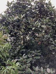 Image result for Magnolia delavayi