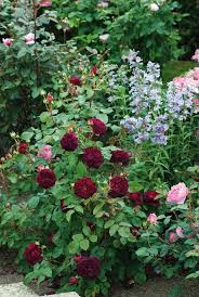 Munstead Wood Rose Review David Austin 2007 The Right Roses Container Roses David Austin Roses Best Roses