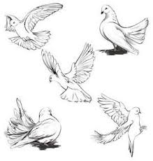 Black And White Pigeon Drawing How To Draw A Realistic Dove Google Search By Petra Dove Drawing Animal Drawings Bird Drawings