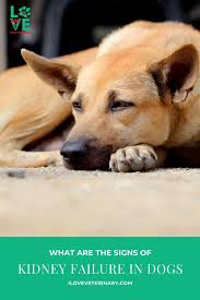What Are The Signs Of Kidney Failure In Dogs I Love Veterinary In 2020 Dogs Cute Dogs And Puppies Dog Care