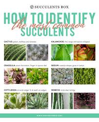 How To Identify Types Of Succulent Part Iii Cactus Senecio Crassula Sedum Kalanchoe And Cotyledon Types Of Succulents Types Of Succulents Plants Different Types Of Succulents