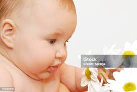 Small Baby Girl With Daisy Stock Photo