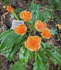 Image result for Scadoxus membranaceus