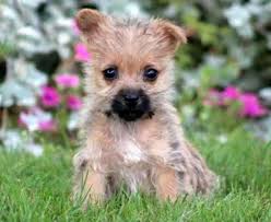 He is also a bit territorial when it. Cairn Terrier Puppies For Sale Puppy Adoption Keystone Puppies