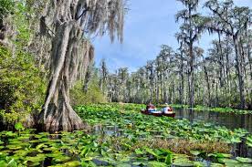 The swamp tupelo is the best choice here if what you are looking for is something different, a plant that probably no one else in the neighborhood will have. Swamp Wetland Britannica