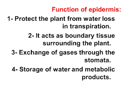 Check spelling or type a new query. 6 Epidermis It Occurs On The Surface Of Plants And It Is A Complex Tissue Consisting Of Epidermal Cells Stomata And Trichomes Hairs Ppt Video Online Download