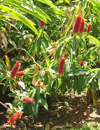Image result for Costus subbiflorus