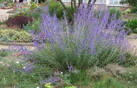 Die Blauraute Tragt Im Juli Einen Lila Blutenschleier Und Verbreitet An Heissen Sommertagen Einen Aromatischen Duft Kiesgarten Naturgarten Straucher Garten
