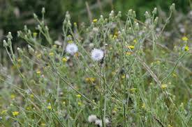 Image result for Senecio cryphiactis