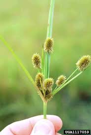Image result for Cyperus costatus
