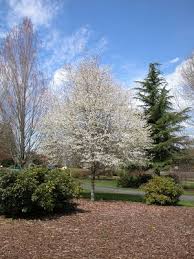 Image result for Amelanchier laevis