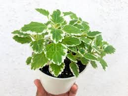Allow the soil to dry. Live Swedish Ivy Plectranthus Variegata Plectranthus Coleoides Variegated Foliage Leaf Plant House P Plants Easy Care Plants Easy House Plants