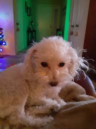 Ideas for keeping adopted dog happy and healthy