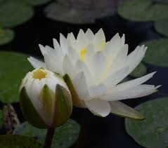 Image result for Nymphaea divaricata