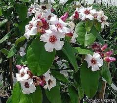 Image result for Strophanthus sarmentosus