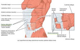 Rectus abdominis, external abdominal oblique, internal abdominal it forms the bulk of the chest area and can be easily seen on the surface in some people, for the functions of the abdominal oblique muscles involve trunk flexion and ipsilateral rotation, as. Thoracic And Abdominal Muscles Lecturio Online Medical Library