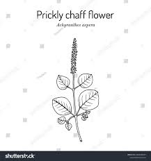 Image result for Achyranthes