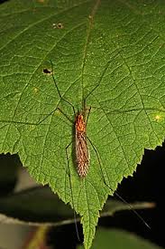 Image result for Rinorea ferruginea