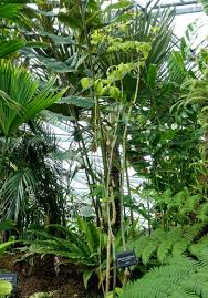 Image result for Rothmannia longiflora