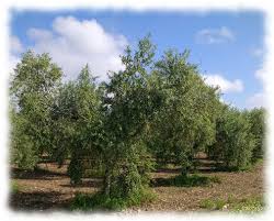 Olive Oil From Spain The World Leader