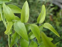 Image result for Asparagus asparagoides