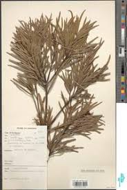 Image result for Afrocarpus usambarensis