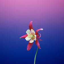 Pin On Ios 11 Wallpapers For Iphone