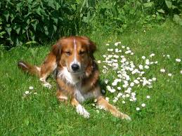 The australian shepherd gold retriever. Akita Australian Shepherd Deutscher Schaferhund Golden Retriever Meinmischling De