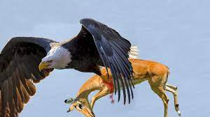 the best of eagle attacks you won t believe actually happened eagle hunting eagle eagle hunter