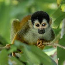 Entral American Squirrel Monkey Saimiri Oerstedii The Central American Squirrel Monkey Also Called The Red Backed Squirrel Monkey Squirrel Central American