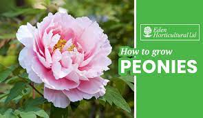 We'd like to set additional cookies to understand how you use gov.uk, remember your settings and improve government services. How To Grow Peonies Eden Horticultural Blog Garden Design Landscaping