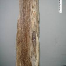 A wide variety there are 3 suppliers who sells kayu gaharu on alibaba.com, mainly located in asia. Pdf Agarwood Inducement Technology A Method For Producing Oil Grade Agarwood In Cultivated Aquilaria Malaccensis Lamk