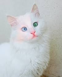 Kedi Alos Instagram Sasi Kediler Patiliyo 5 Jpg 1 080 1 350 Piksel Funny Cats Funny Cat Pictures Cats