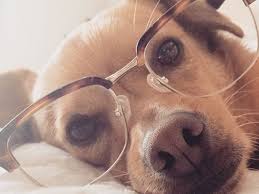 260 eugene road, kelowna (bc), v1x2m2, canada. Sunshine Pet Supplies Food Treats Toys Accessories Pet Supplies Dog Food Raw Food Grooming In Kelowna Bc Canada