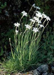 Image result for Dianthus chimanimaniensis