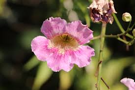 Image result for Podranea brycei