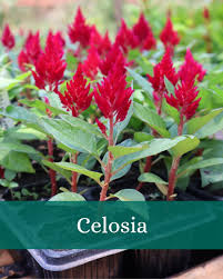 Image result for Rothmannia fischeri