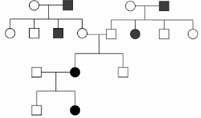 The disorder causes a lack of pigment in the skin and hair making an albino appear pedigree analysis practice problems with answers. Human Inheritance Biology I Laboratory Manual