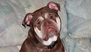Find a english bulldog puppy from reputable breeders near you and nationwide. Olde English Bulldogges Puppies Breeding