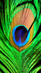 Pikok Feather Wallpaper By Midhun Ganga 1c Free On Zedge The peacock gourd measures 10 tall by 28 around. pikok feather wallpaper by midhun ganga