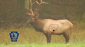 Archery Elk Shot Placement