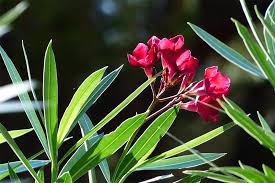 Image result for xylella fastidiosa oleander symptoms